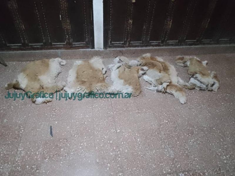 Acciones en la lucha contra la caza furtiva de vicuñas en la Puna 4 Tres personas detenidas por caza furtiva de vicunas 2